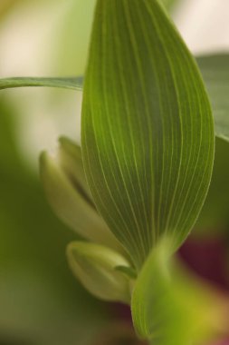 Yumuşak odaklı bulanık yeşil yaprak. Makro duman doğa arka planı.