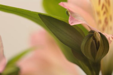 Yumuşak odak bulanık pembe pastel çiçek yaprağı, yeşil yaprak. Makro duman doğa arka planı.