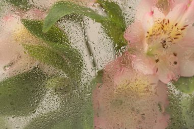 Yumuşak odaklı çiçek buketi, ıslak su damlalarıyla dolu camın içinden geçiyor. Soyut doğa bulanık arkaplan.