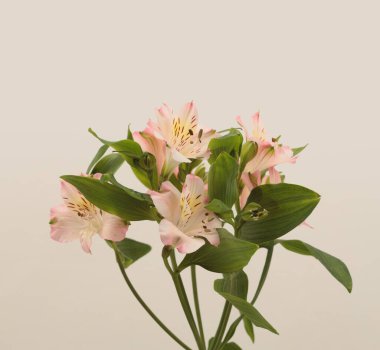 Işık arka planında Pembe Alstroemerieae (Alstroemeria) zambak çiçeği.