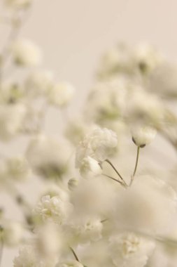 Yumuşak odaklı beyaz çigila çiçeği tüttür. Doğal bej bulanıklığı nötr arkaplan.