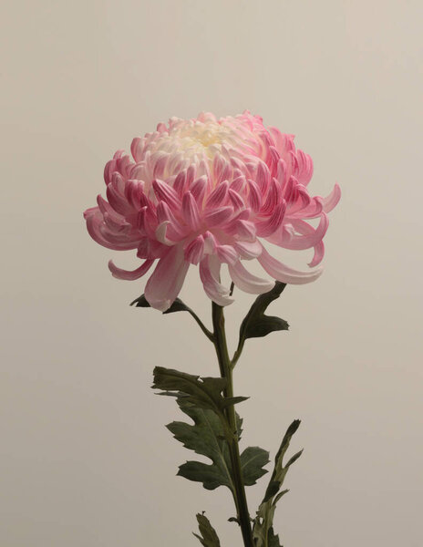 Pink, white Chrysanthemum flower on gray beige. Minimalist still life. Light and shadow nature neutral copy space background.