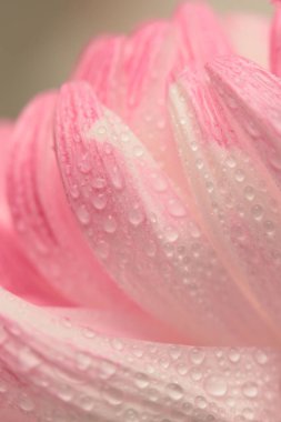 Seçici bir çiçek yaprağı tüttür, su damlacıklı yaprak. Doğa bulanık pembe, beyaz, bej nötr arkaplan.