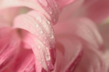 Seçici bir çiçek yaprağı tüttür, su damlacıklı yaprak. Doğa bulanık pembe, beyaz, bej nötr arkaplan.