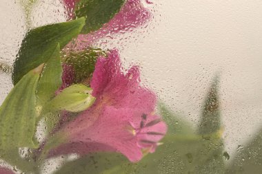 Yumuşak odaklı çiçek buketi, ıslak su damlalarıyla dolu camın içinden geçiyor. Soyut doğa bulanık pembe, bej renkli arkaplan.