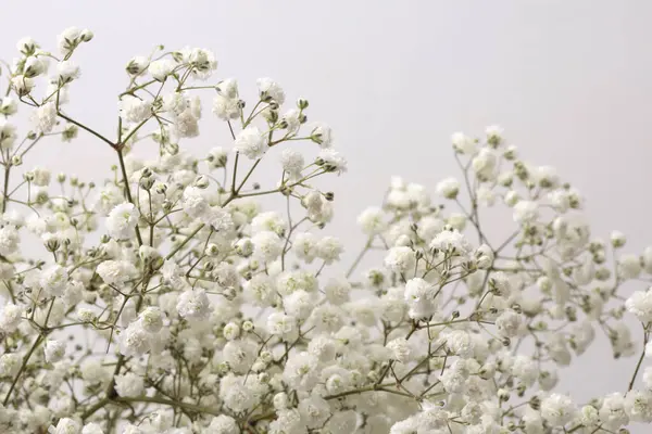 Yumuşak, beyaz, çingene çiçeği tüttür. Doğal bej nötr ışık arkaplanı.