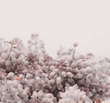 Yumuşak odaklı dumanlı makro üzümlü Hyacinth Muscari çiçeği. Kahverengi, bej rengi, pastel rengi, doğal arka plan..