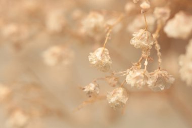 Yumuşak odaklı çigila çiçeği tüttür. Doğa bulanık bej, kahverengi nötr arkaplan.