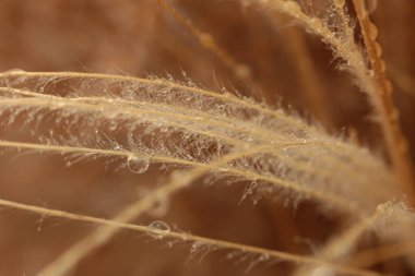 Yumuşak duman, kuru ot ve su damlası. Doğa bej, kahverengi nötr arkaplan.