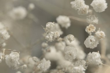 Yumuşak odaklı çigila çiçeği tüttür. Doğa bulanık bej, gri nötr arkaplan.