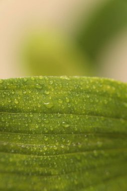 Smoke selective soft focus leaf with water drops. Nature macro blur green beige neutral background. clipart