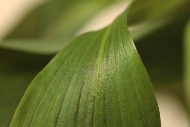 Seçici yumuşak odak yaprağı tüttür. Doğa bulanık yeşil, bej arkaplan.