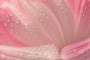 Seçici bir çiçek yaprağı tüttür, su damlacıklı yaprak. Doğa makro bulanık pembe, bej nötr arkaplan.