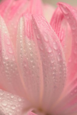 Seçici bir çiçek yaprağı tüttür, su damlacıklı yaprak. Doğa makro bulanık pembe, bej nötr arkaplan.