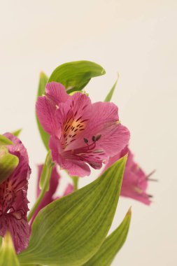 Nötr bej arkaplanda Alstroemerieae (Alstroemeria) zambak çiçeği.