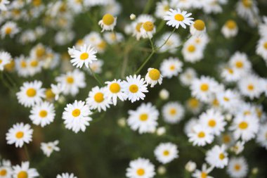 Yumuşak odaklı bulanık papatya çiçeği yeşil çimlerde. Doğal arkaplan.
