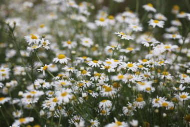 Yumuşak odak dumanı, papatya çiçeğini yeşil kahverengi çimlerde bulanıklaştırır. Doğal çayır arkaplanı.