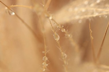 Yumuşak duman, kuru ot ve su damlası. Doğa bej, kahverengi nötr arkaplan.