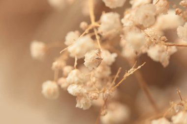 Yumuşak odaklı çigila çiçeği tüttür. Doğa bulanık bej, kahverengi nötr arkaplan.