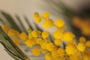 Yumuşak odaklı sarı Mimosa bahar çiçeği dalı. Doğal bulanık arkaplan.