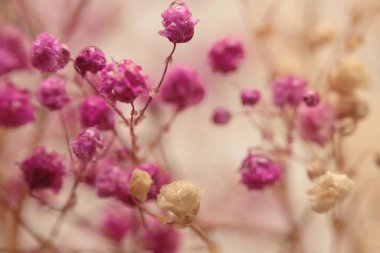 Seçici yumuşak odak noktası olan çıngıraklı yılan çiçeği dalı tüttür. Doğa bulanık açık bej, pembe arkaplan.