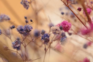 Seçici yumuşak odak noktası olan çıngıraklı yılan çiçeği dalı tüttür. Doğa bulanık açık bej, pembe, mavi arkaplan.