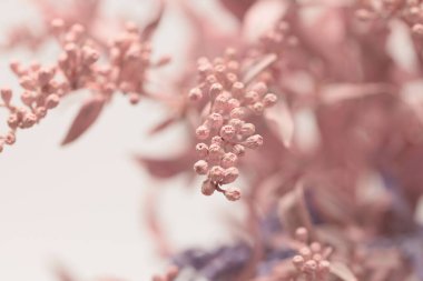 Seçici yumuşak çiçek dalı tüttür. Doğa bulanık açık bej, pembe, kahverengi arkaplan.