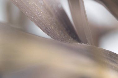 Su damlaları ile seçici yumuşak odak yaprağı tüttür. Doğal makro bulanık kahverengi bej nötr pastel arkaplan.