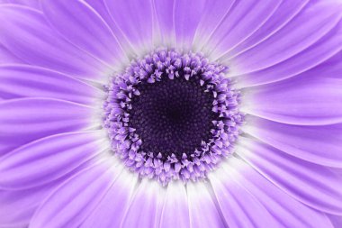 Mor leylak Gerbera çiçek tomurcuğu arka planı. 