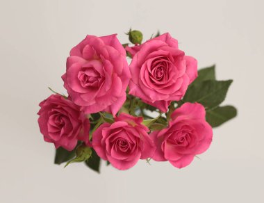 Close-up pink color Rose flower bud bouquet on gray beige. Natural background.