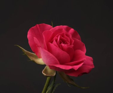 Close-up red, pink color Rose flower bud on dark black. Natural background.