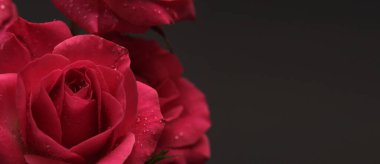 Kapalı kırmızı, pembe renkli, koyu siyah üzerine su damlayan gül goncası. Doğal yatay uzun arkaplan.