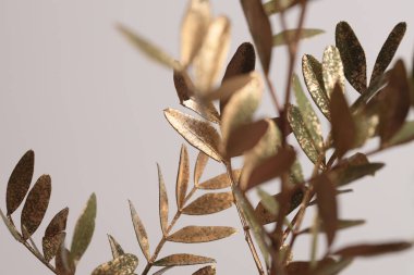 Yakın plan, seçici, yumuşak odaklı altın, yeşil yaprak dalı tüttür. Doğal soyut ışık, gölge arkaplan.