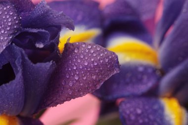 Yakın plan seçici yumuşak odak süsen çiçeği tomurcuğu ve su damlası. Doğal bulanık arkaplan. Mor, pembe, sarı renk.