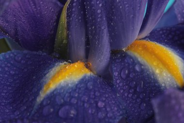 Yakın plan seçici yumuşak odak süsen çiçeği tomurcuğu ve su damlası. Doğal bulanık arkaplan. Mor, mavi, sarı renk.