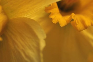 Yakın plan tüttür Seçici yumuşak odak Sarı, turuncu narsisli çiçek tomurcuğu. Makro doğal soyut arkaplan.