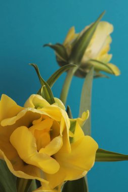 Smoke Soft odak sarı lale çiçeği buketi mavi üzerine. Işık ve gölgeler minimalizm tarzı şablon arka plan. 