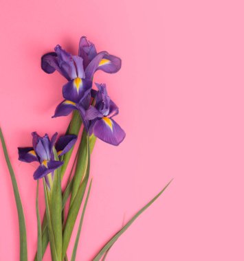 Pembe üzerine Violet Iris çiçeği buketi. Minimalist natürmort. Doğal arkaplan.