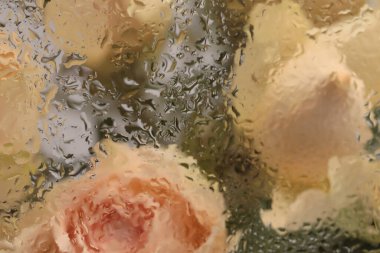 Yumuşak odaklı krem bej gül çiçeği buketi, ıslak su damlaları ile birlikte camda. Soyut doğal bulanık arkaplan.