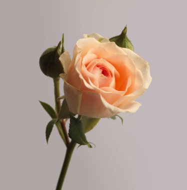 Krem pastel bej, gri tarafsız pembe gül çiçeği. Minimalist natürmort. Doğal arkaplan.