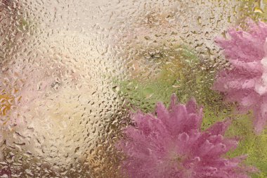 Yumuşak odaklı papatya çayı, ıslak su damlalarıyla dolu cam içinden paskalya çiçeği. Soyut doğal bulanık arkaplan.