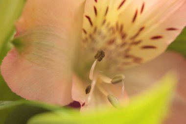 Yakın plan seçici yumuşak odak pembe bej yaprak, erkek organı ve erkek organı tomurcuğu. Makro duman Doğal bulanık arkaplan.
