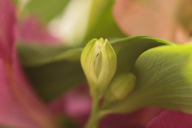 Yakın plan seçici yumuşak odak çiçeği tomurcuğu. Makro duman Doğal bulanık yeşil, pembe, kırmızı soyut arkaplan.