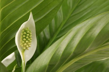 Seçici Yumuşak Odaklı Yapraklı Beyaz Spatphyllum çiçek tomurcuğu. Yeşil ton doğal arkaplan