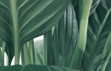 Seçici Yumuşak Odaklı Spatthiphyllum Yaprağı. Yeşil ton doğal arkaplan