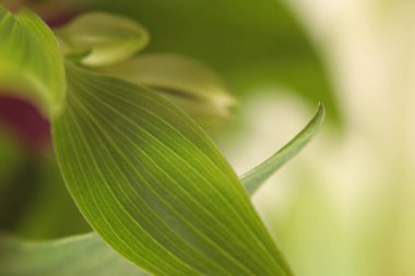 Seçici yumuşak odak yaprağını kapat. Makro duman Doğal bulanık yeşil soyut arkaplan.