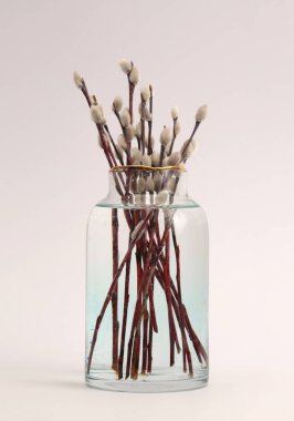 Söğüt (tükürük kaplıcası) cam vazoda bej rengi gri tarafsız arka planda açık gölgeli dallar. Minimalist hareketsiz hayat.