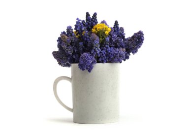 Mavi sümbül muscari çiçeği, beyaz tarafsız arka planda açık gölgeli vazoda. Minimalist hareketsiz hayat.