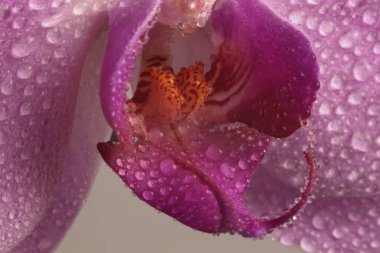 Su damlalı seçici yumuşak odaklı orkide çiçeği yaprağı tüttür. Doğal bulanık pembe pastel arkaplan.