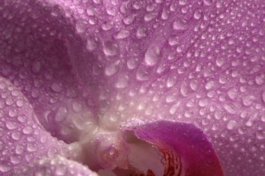 Orkide çiçeği yaprağı ve su damlaları tüttürür. Doğal bulanık pembe pastel arkaplan.